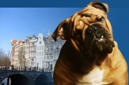 Bulldog.jpg