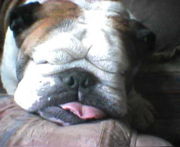 Spiaci bulldog.jpg