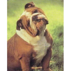 bulldog1.jpg