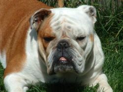 Bulldog2.jpg